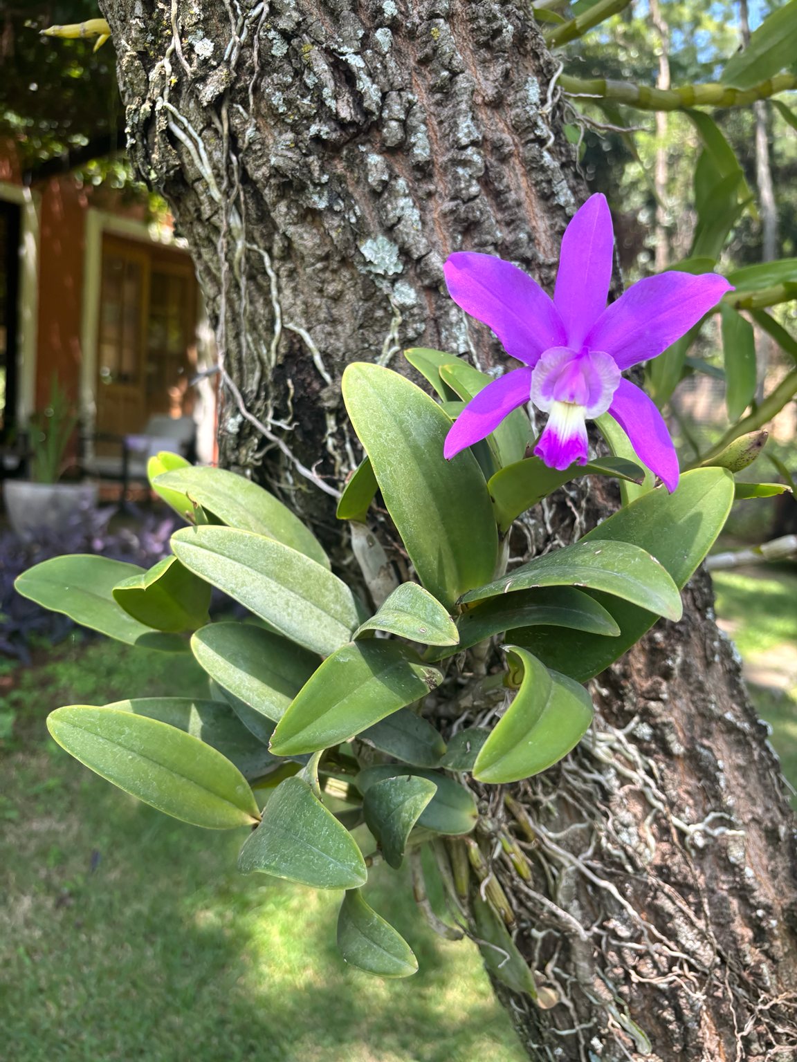 Orquídea silvestre V