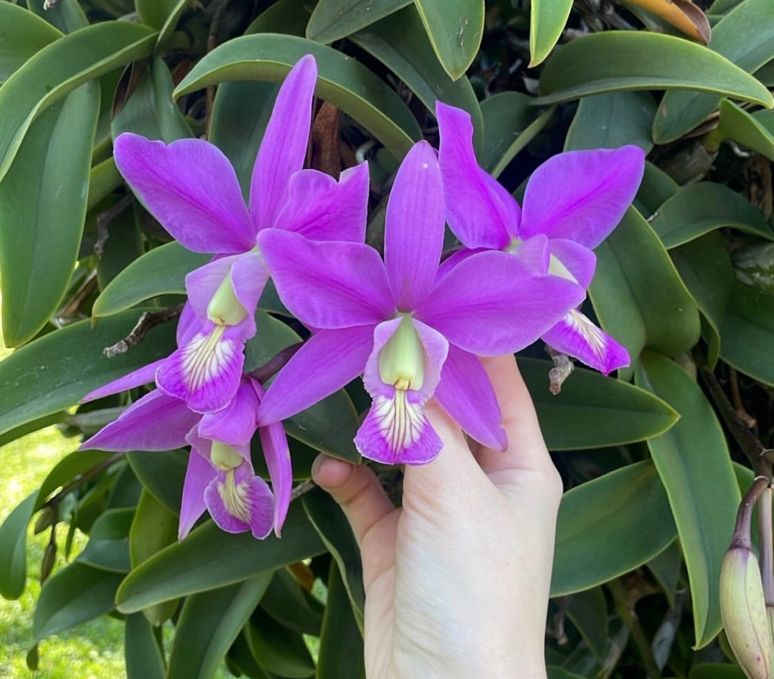 Orquídea Silverstre III